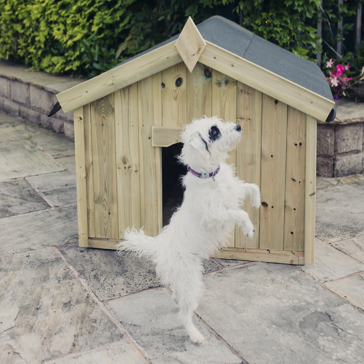Apex Dog Kennel - Large